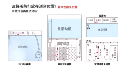 金龍魚工筆畫精品