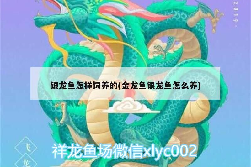 銀龍魚怎樣飼養的(金龍魚銀龍魚怎么養)