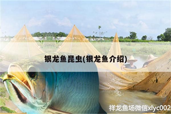 銀龍魚昆蟲(銀龍魚介紹)