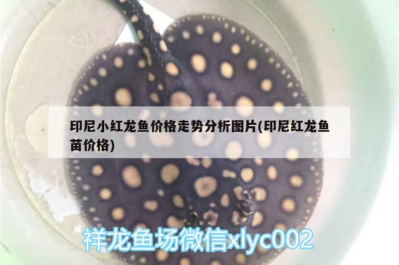 印尼小紅龍魚價格走勢分析圖片(印尼紅龍魚苗價格)