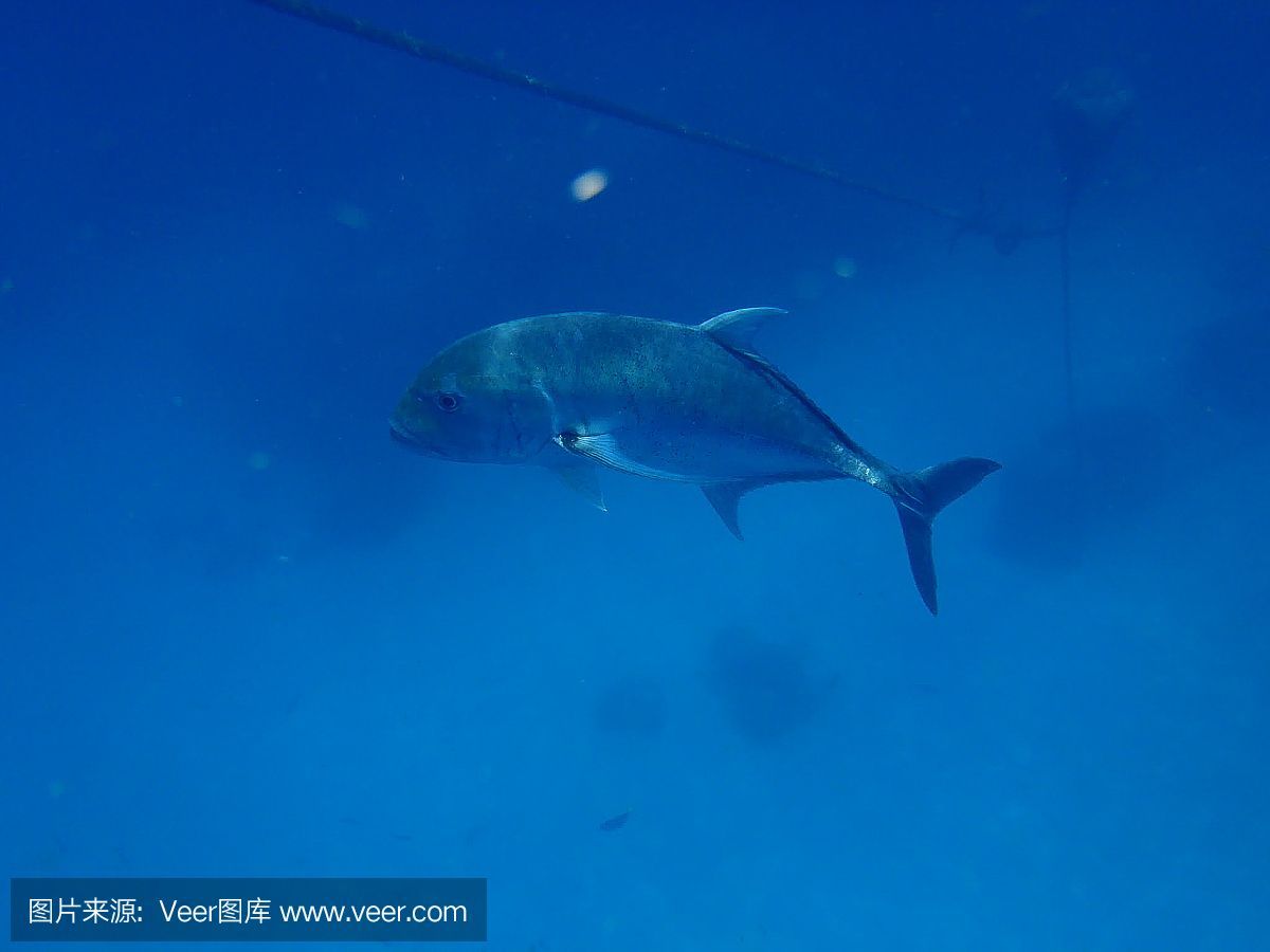 水族館埃及魚飼養技巧（埃及神仙魚的飼養技巧） 水族館埃及魚飼養技巧（埃及神仙魚的飼養技巧） 水族館百科（水族館加盟） 第6張