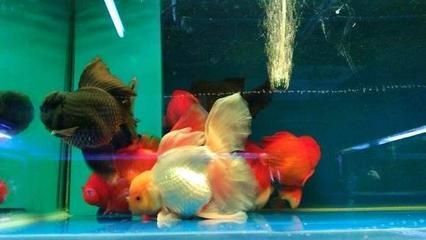 觀賞魚突然就死了（養魚水質管理全攻略） 觀賞魚突然就死了（養魚水質管理全攻略） 豬鼻龜百科 第1張