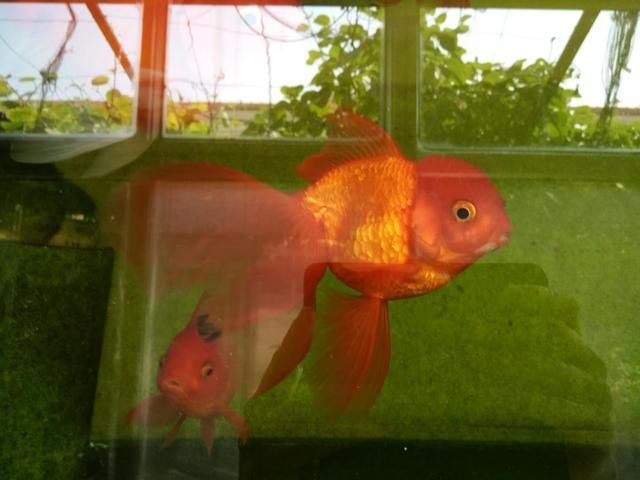 觀賞魚突然就死了（養魚水質管理全攻略） 觀賞魚突然就死了（養魚水質管理全攻略） 豬鼻龜百科 第4張