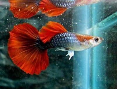 觀賞魚突然就死了（養魚水質管理全攻略） 觀賞魚突然就死了（養魚水質管理全攻略） 豬鼻龜百科 第5張