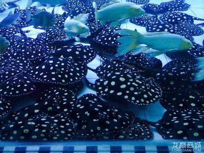 龍魚常見的掉眼