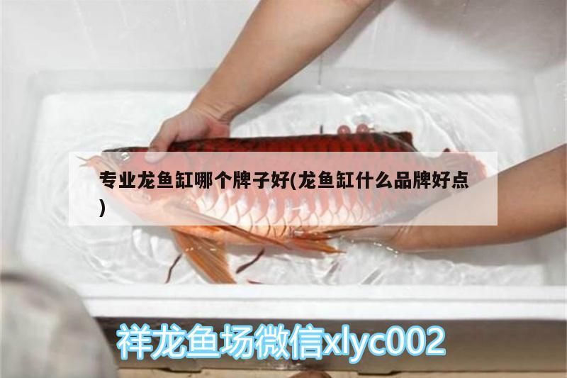 專業龍魚缸哪個牌子好(龍魚缸什么品牌好點) 金龍魚百科 第3張 專業龍魚缸哪個牌子好(龍魚缸什么品牌好點) 專業龍魚缸哪個牌子好(龍魚缸什么品牌好點) 金龍魚百科 第3張