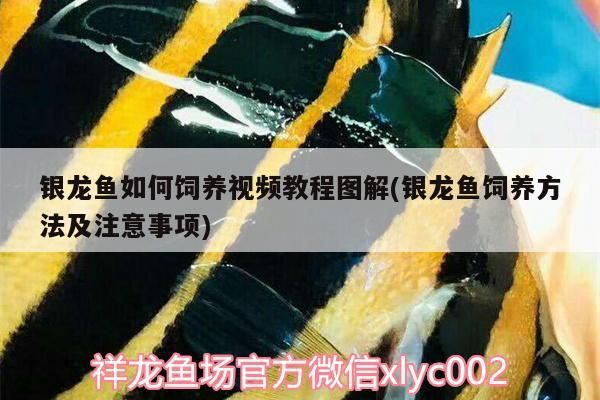 銀龍魚如何飼養視頻教程圖解(銀龍魚飼養方法及注意事項)