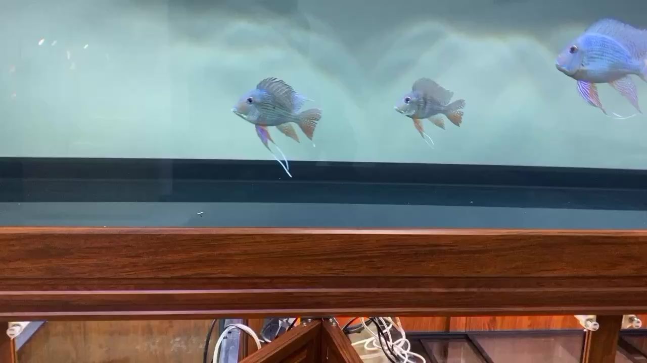 元寶鳳凰 元寶鳳凰 元寶鳳凰魚百科 第3張