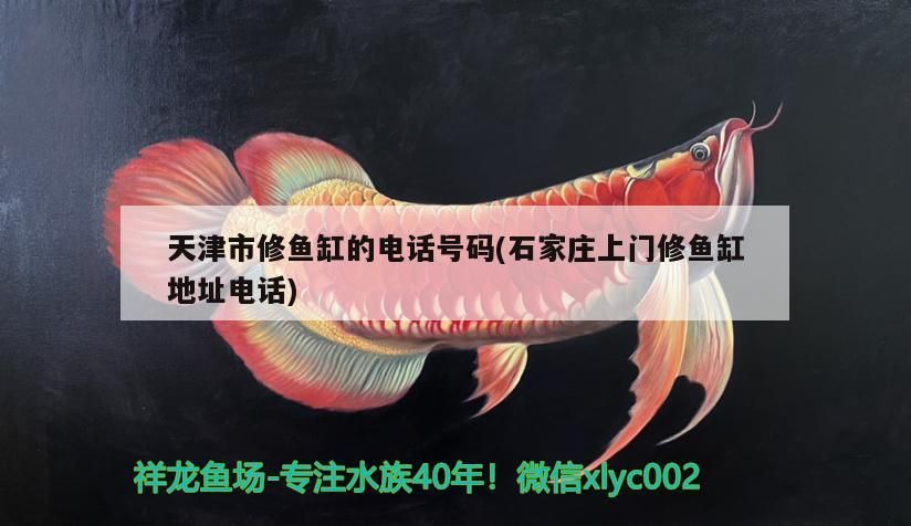 天津市修魚缸的電話號碼(石家莊上門修魚缸地址電話)