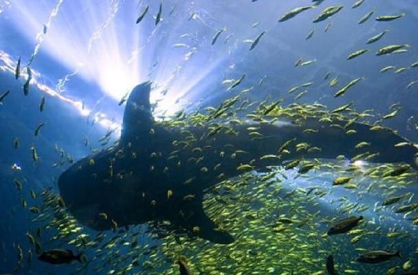 水族館有些什么動物（水族館中可能見到的一些動物）