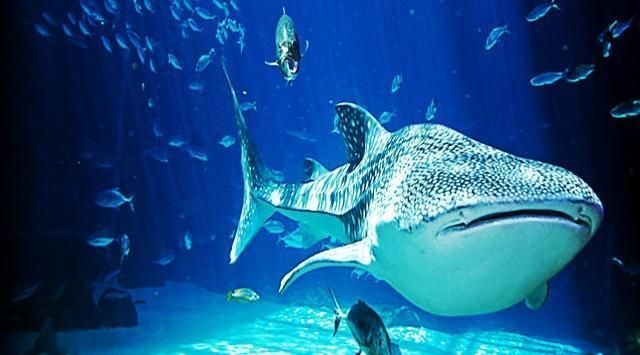 水族館有些什么動物（水族館中可能見到的一些動物）