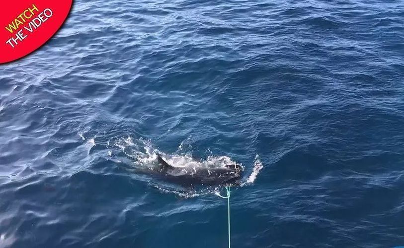 魟魚配對20天了公魚怎么還追：魟魚的配對行為通常涉及到公魟魚對母魟魚持續(xù)追逐和交配行為