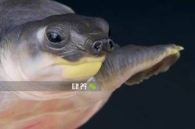 豬鼻龜壽命一般有多少年呢：豬鼻龜一般能活多少年 豬鼻龜壽命一般有多少年呢：豬鼻龜一般能活多少年 豬鼻龜百科 第6張