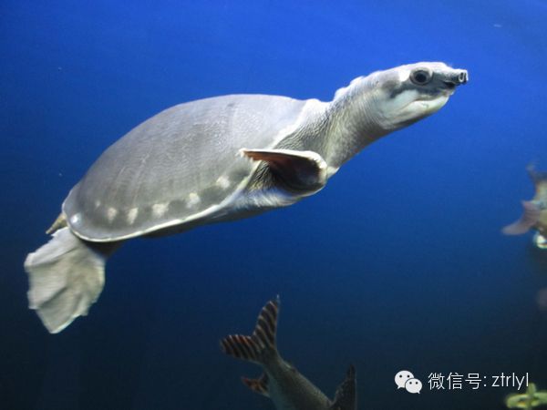 豬鼻龜國家幾級保護動物：豬鼻龜是國家二級保護動物之一豬鼻龜是國家二級保護動物之一 豬鼻龜國家幾級保護動物：豬鼻龜是國家二級保護動物之一豬鼻龜是國家二級保護動物之一 豬鼻龜百科 第6張