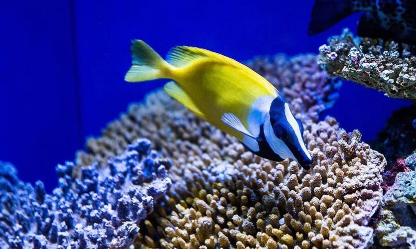 水族館的門票（上海海洋水族館會員福利介紹）