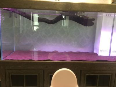 魟魚如何過水：[需手動填充]魚怎么過水