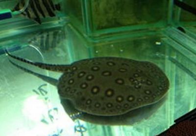 魟魚如何過水：[需手動填充]魚怎么過水