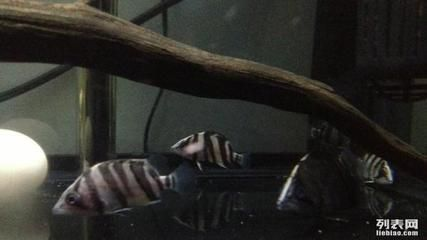 四紋虎魚適應環境的遺傳基礎，四紋虎魚壽命延長的飼養技巧四紋虎魚適應環境因素 四紋虎魚適應環境的遺傳基礎，四紋虎魚壽命延長的飼養技巧四紋虎魚適應環境因素 虎魚百科 第5張