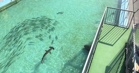 水族館掙錢嗎（水族館教育、娛樂和教育、娛樂和教育、娛樂和教育公眾的挑戰）