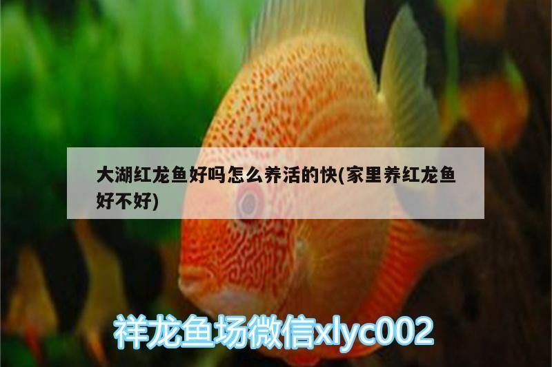 大湖紅龍魚好嗎怎么養活的快(家里養紅龍魚好不好)