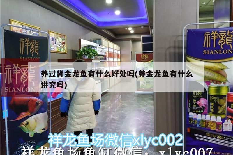 養過背金龍魚有什么好處嗎(養金龍魚有什么講究嗎)