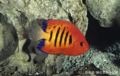 常見淡水觀賞魚類名稱及圖片及名稱：常見淡水觀賞魚類及其名稱