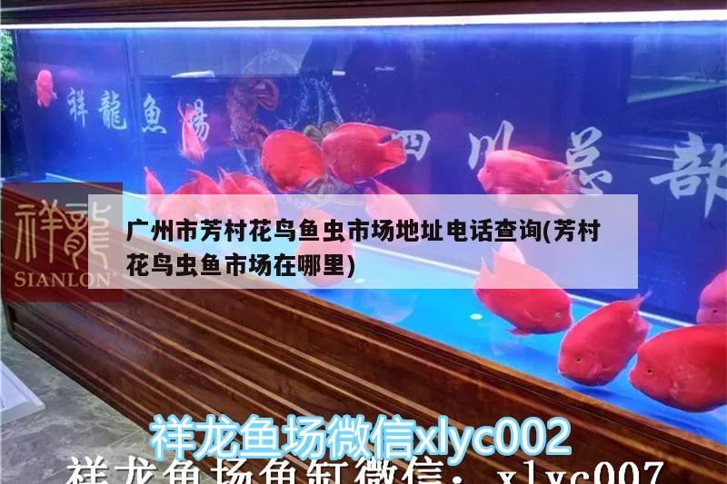 廣州市芳村花鳥魚蟲市場地址電話查詢(芳村花鳥蟲魚市場在哪里)
