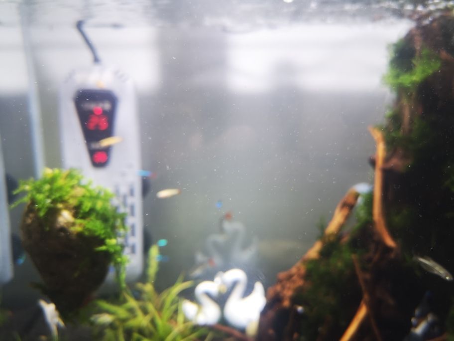 哈爾濱最大的觀賞魚批發市場在哪兒啊 哈爾濱最大的觀賞魚批發市場在哪兒啊多少錢