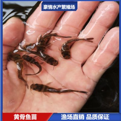 養金龍魚好還是銀龍魚好(銀龍魚好養還是金龍魚好養)