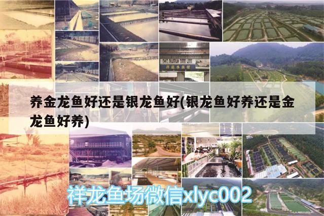 龍魚混養有哪些常見沖突組合?,龍魚混養中常見的沖突組合及其成因分析龍魚混養安全配魚清單 龍魚百科 第1張 龍魚混養有哪些常見沖突組合?,龍魚混養中常見的沖突組合及其成因分析龍魚混養安全配魚清單 龍魚混養有哪些常見沖突組合?,龍魚混養中常見的沖突組合及其成因分析龍魚混養安全配魚清單 龍魚百科 第1張