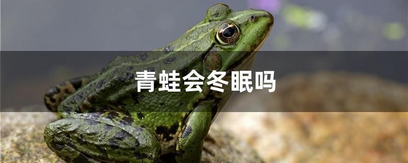 青蛙會冬眠嗎