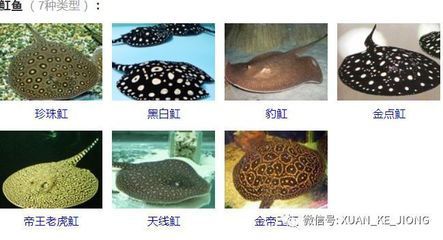 魟魚毒刺刺傷魚兒會死嗎：魟魚毒刺傷魚兒會死嗎