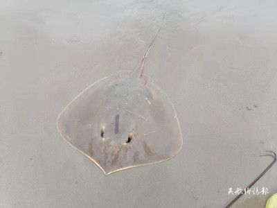 魟魚毒刺刺傷魚兒會死嗎：魟魚毒刺傷魚兒會死嗎 魟魚毒刺刺傷魚兒會死嗎：魟魚毒刺傷魚兒會死嗎 魟魚百科 第4張