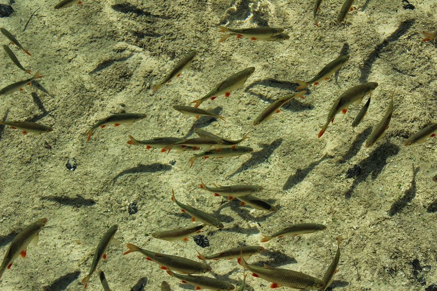 紅龍魚產地是哪個國家的品種，（大湖紅龍魚對比印尼紅龍有什么區別） 紅龍魚產地是哪個國家的品種，（大湖紅龍魚對比印尼紅龍有什么區別） 大湖紅龍魚百科 第3張
