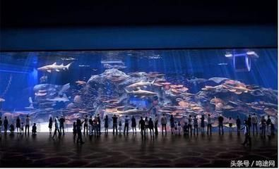 水族館屬于什么行業(yè)（2021-2026年中國(guó)水族館行業(yè)投資回報(bào)率分析）