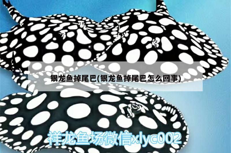 銀龍魚掉尾巴(銀龍魚掉尾巴怎么回事)