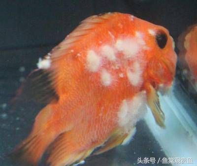 魚市常見的觀賞魚：什么樣的魚適合飼養？