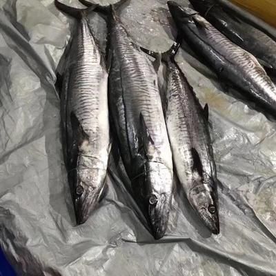海南觀賞魚碼頭有哪些品種（關于海南觀賞魚碼頭的問題）