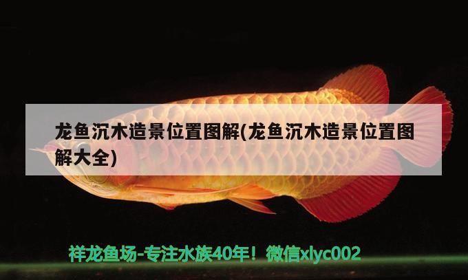 龍魚沉木造景位置圖解(龍魚沉木造景位置圖解大全)