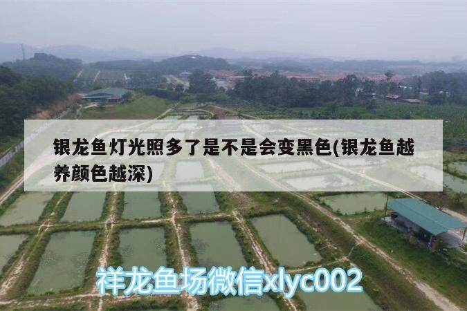 銀龍魚燈光照多了是不是會變黑色(銀龍魚越養(yǎng)顏色越深)
