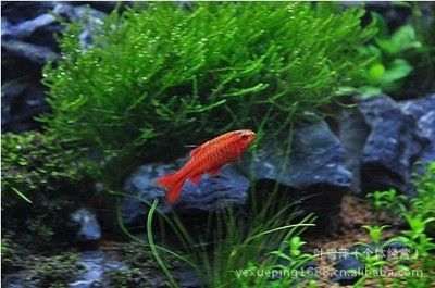上海觀賞魚市場價格對比,上海觀賞魚市場價格因種類、大小、顏色等因素不同 虎魚百科 第2張 上海觀賞魚市場價格對比,上海觀賞魚市場價格因種類、大小、顏色等因素不同 上海觀賞魚市場價格對比,上海觀賞魚市場價格因種類、大小、顏色等因素不同 虎魚百科 第2張