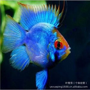 上海觀賞魚市場價格對比,上海觀賞魚市場價格因種類、大小、顏色等因素不同 虎魚百科 第4張 上海觀賞魚市場價格對比,上海觀賞魚市場價格因種類、大小、顏色等因素不同 上海觀賞魚市場價格對比,上海觀賞魚市場價格因種類、大小、顏色等因素不同 虎魚百科 第4張
