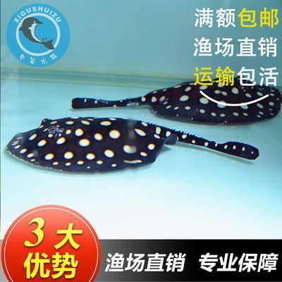 魟魚公母哪個好：選擇魟魚時，有人會問公魟好還是母魟好，其實答案并不是絕對的