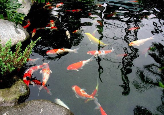 剛買回來的龍魚趴缸怎么辦(龍魚到家趴缸怎么辦)