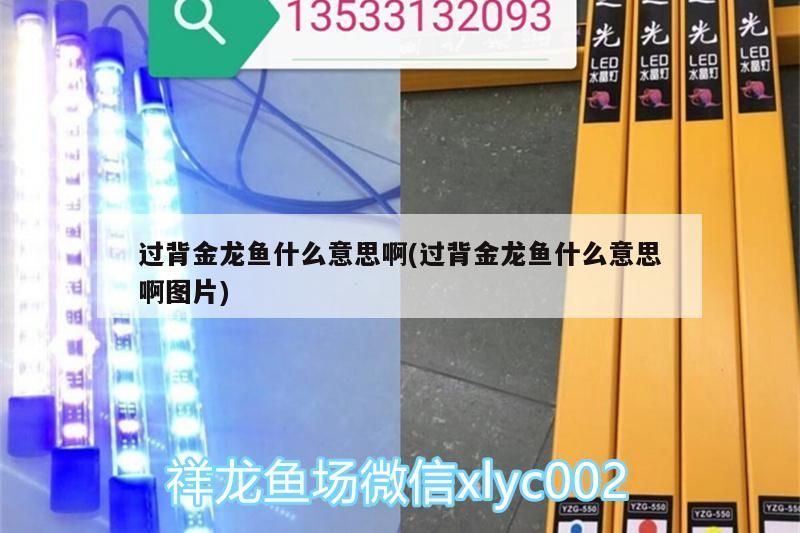 過背金龍魚什么意思啊(過背金龍魚什么意思啊圖片) 金龍魚百科 第3張 過背金龍魚什么意思啊(過背金龍魚什么意思啊圖片) 過背金龍魚什么意思啊(過背金龍魚什么意思啊圖片) 金龍魚百科 第3張