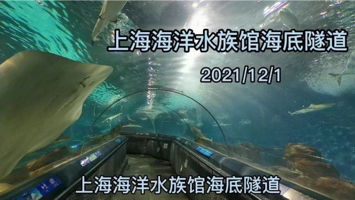 水族館隧道的未來發展趨勢（水族館隧道未來發展趨勢）