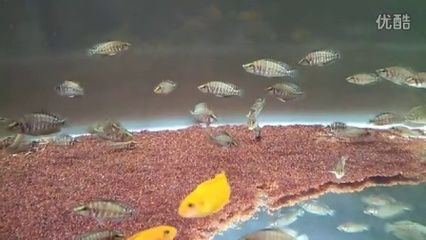小虎魚眼睛白膜怎么治:小虎魚眼睛白膜怎么治小虎魚眼睛白膜怎么治 虎魚百科 第3張 小虎魚眼睛白膜怎么治:小虎魚眼睛白膜怎么治小虎魚眼睛白膜怎么治 小虎魚眼睛白膜怎么治:小虎魚眼睛白膜怎么治小虎魚眼睛白膜怎么治 虎魚百科 第3張