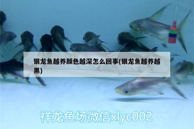 銀龍魚越養顏色越深怎么回事(銀龍魚越養越黑)