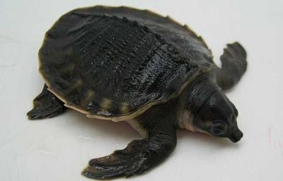 豬鼻龜身上有白色腐爛：豬鼻龜白色腐爛怎么辦 豬鼻龜身上有白色腐爛：豬鼻龜白色腐爛怎么辦 豬鼻龜百科 第3張