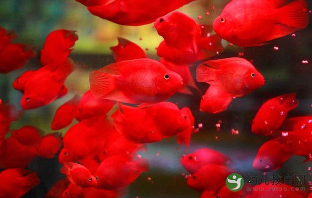 赤焰中國虎魚飼料選擇指南，赤焰中國虎魚飼料選擇指南赤焰中國虎魚飼料選擇指南